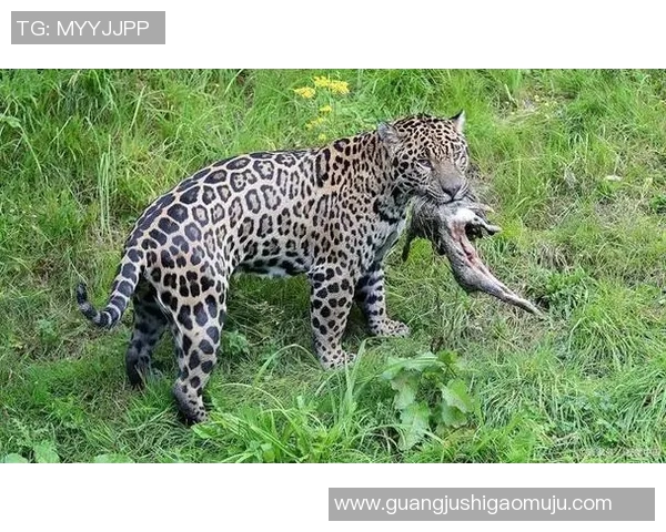 墨西哥老虎与美洲狮的生存之战谁能称霸野生动物界